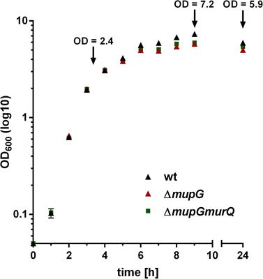 Recovery of the Peptidoglycan Turnover Product Released by the Autolysin Atl in Staphylococcus aureus Involves the Phosphotransferase System Transporter MurP and the Novel 6-phospho-N-acetylmuramidase MupG